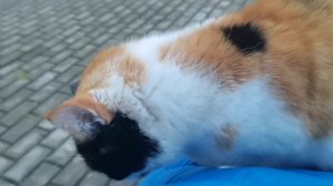 Ласковый кот