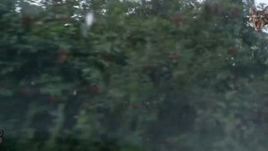 нифига себе 😵как понесло от котика 🙀