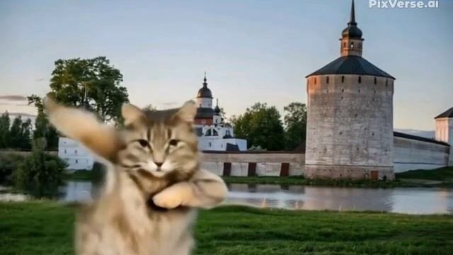 Кот Василий в Кириллове