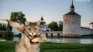 Кот Василий в Кириллове