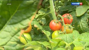 Тепличный комплекс в Чегемском районе прошёл сертификацию