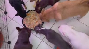 Нужно плотно подкрепиться, чтоб потом нам веселиться.