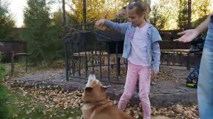 вау собака вадваре