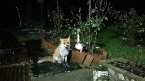 (1161) Лиса приходит в гости. Ноябрь 2025