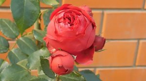 05=11=2025  уни  ПВН   (54)