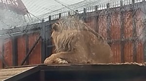 У Шерхана зимний домик готов к х заселению.