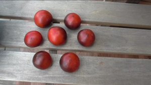 Помидор УГОЛЕК