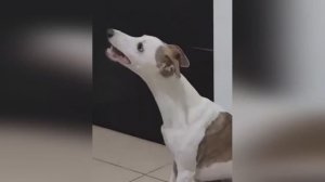 русское видео смешное животное