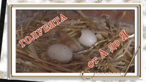 голубята от А до Я