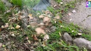 Масштабная уборка на улице Пошивальникова