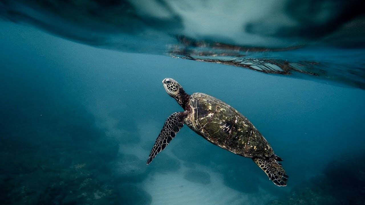ВОЛШЕБНАЯ МУЗЫКА ДЛЯ ПОГРУЖЕНИЯ В ГЛУБОКИЙ СОН И ВОССТАНОВЛЕНИЯ СИЛ / MAGIC MUSIC FOR SLEEPING смотреть онлайн