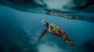 ВОЛШЕБНАЯ МУЗЫКА ДЛЯ ПОГРУЖЕНИЯ В ГЛУБОКИЙ СОН И ВОССТАНОВЛЕНИЯ СИЛ / MAGIC MUSIC FOR SLEEPING