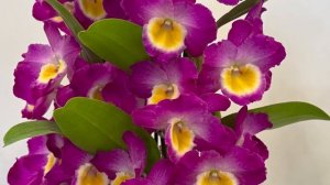 САДЫ ЯПОНИИ.  ВЫСТАВКА ОРХИДЕЙ 2025 в Тачикаве