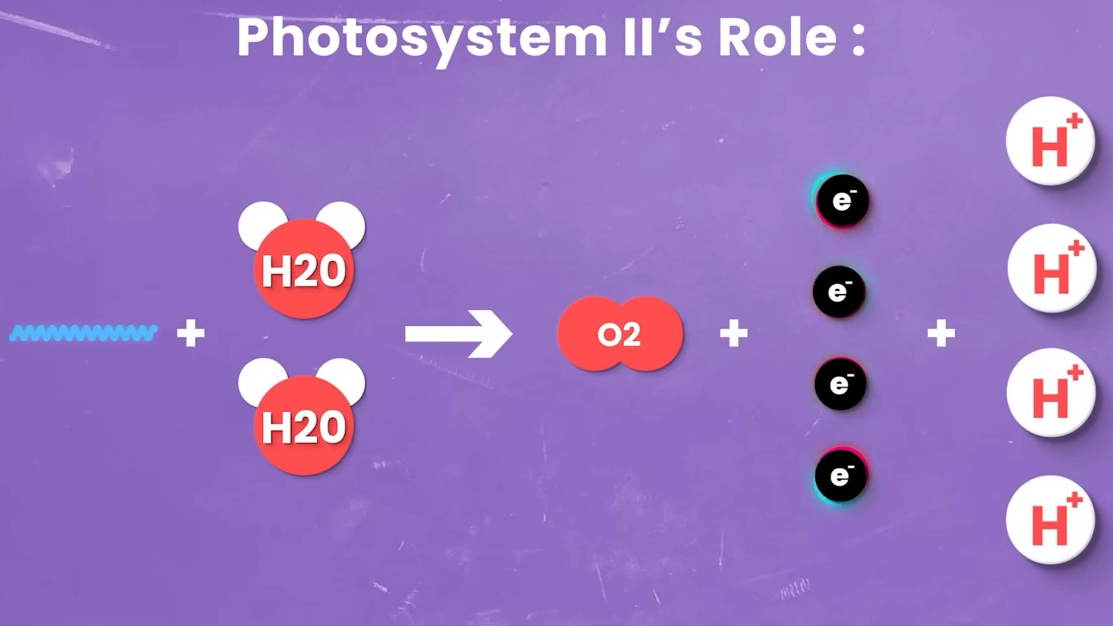 Биохимия фотосинтеза