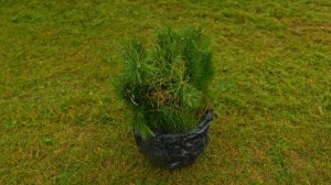 Туризм.РФ и РусКлиматФонд высадили 1500 сосен в Завидово