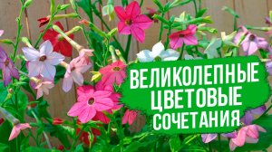 Идеальный цветок для цветников. Великолепные цветовые сочетания одной культуры!