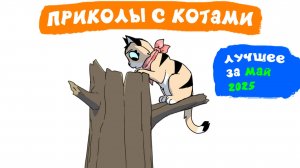 Приколы с котами. ЛУЧШЕЕ ЗА МАЙ 2025 | Мемозг