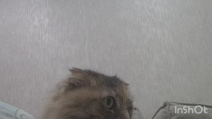 алмазная мозайка :☺