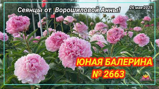 Пион Юная балерина / Сад Ворошиловой