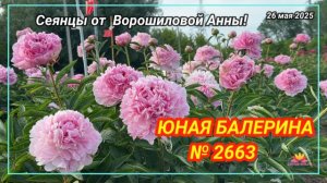 Пион Юная балерина / Сад Ворошиловой