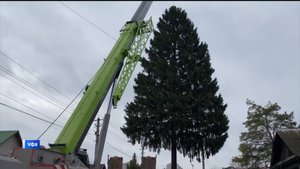 Ель для парка "Волна": в Уфе началась подготовка к Новому году