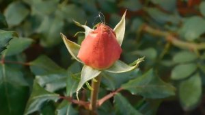 05=11=2025  уни  ПВН   (104)