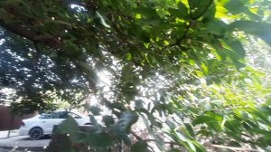 Это растёт в Краснодаре