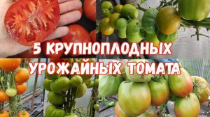 ТОП 5 СОРТОВ ТОМАТОВ  - 10 КИЛОГРАММ С КУСТА ЕЖЕГОДНО