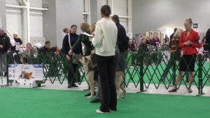 Моншер Вирсаль Исландия