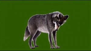 Волк в зоопарке