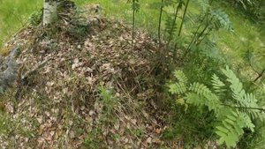 Соло сплав по р. Хейняйоки, Южная Карелия 29.06-5.07.2025г. 3-я серия