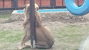 Шерхан показывает свои любимые поваляшки