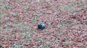 Пьяный голубь. Первый раз в моей жизни.