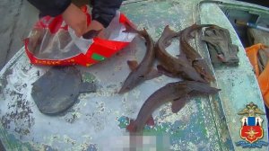 В Якутии транспортные полицейские задержали двоих братьев, подозреваемых в незаконной ловле осетра