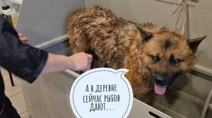 Пёс Кубик в Москве на приёме у грумера. 50 минут переживаний и умилений