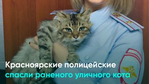 Красноярские полицейские спасли раненого уличного кота