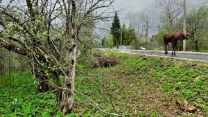 Весна. Сыро.