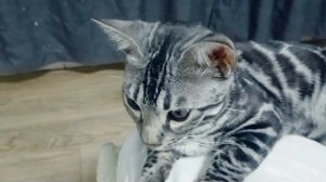 Марвел Леопольд