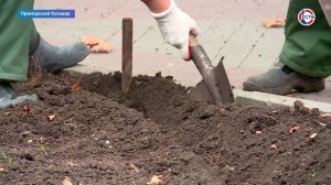 В Севастополе специалисты начали высадку луковиц весенних цветов