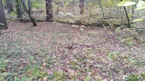 выворотень