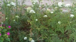 Из моей моркови в этом году можно было делать букеты!