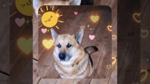 1000039424.mp4 (Собака смотрит на монтаж электропроводки (итог распайки р/коробок) в доме А-фрейм)