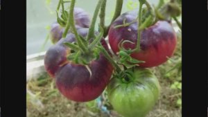 Каталог томатов 2025 года. Часть 11. г. Киров