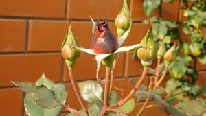 05=11=2025  уни  ПВН   (120)