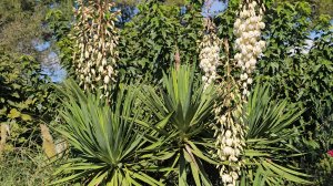 16-17 октября 2025. Праздник Хлеба: Тыквенный БОСОЛЕЙ и Французские Багеты.И очень красивый День.