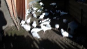 HDV_0715 Пермские голуби.