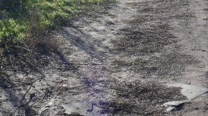 Прогулка по ноябрю_4.11.2025г