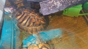 Красноухие черепахи 🐢  день 06-11-2025