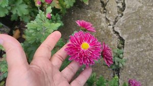 Эх, дороги. Я в шоке. Жизнь станичная на пенсии.