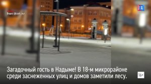 В Надыме среди заснеженных улиц и домов заметили лесу